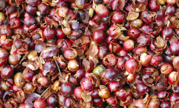 Cascara, pulpe de café séchée